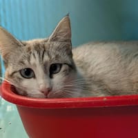 LAOS (reservé) QCT, chatte à adopter
