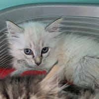 POLOGNE QCT (réservé), chatte à adopter