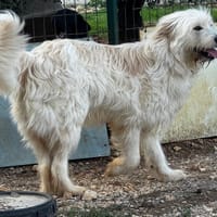 MARVEL, chien à adopter