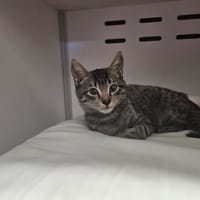 LASER, chatte à adopter