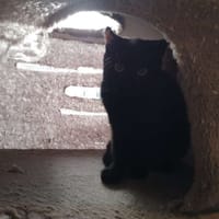 Youki, chat à adopter