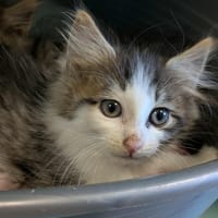 CROATIE QCT (réservé), chat à adopter