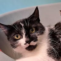 CHILI QCT, chatte à adopter