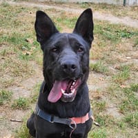 IRIS, chienne à adopter