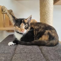 ALIWELL, chatte à adopter