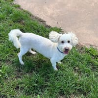 BELLO PAA23032, chien à adopter