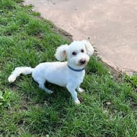 BELLO PAA23032, chien à adopter