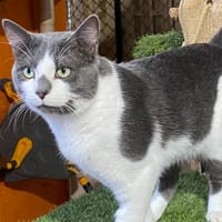 ROMEO, chat à adopter