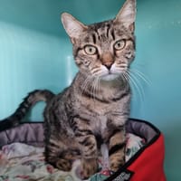 Tigrou, chat à adopter