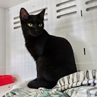 Negrito, chat à adopter