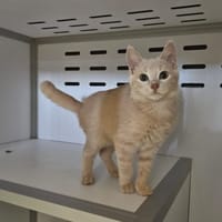 LUXY, chatte à adopter
