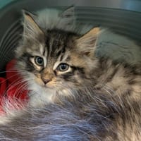SUEDE QCT (réservé), chat à adopter