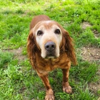 ponpon, chien à adopter