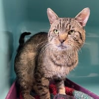 DIDIER, chat à adopter
