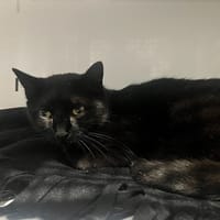 NYLA (réservée), chatte à adopter