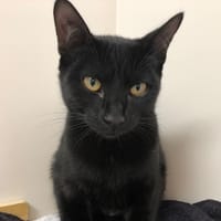 CROCMOU, chatte à adopter