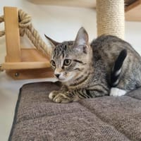 AUSTINE, chatte à adopter