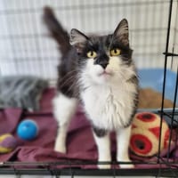 UBERT, chat à adopter
