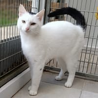 Septum, chat à adopter