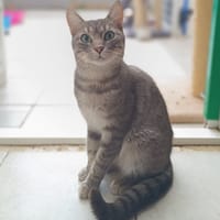 Thalamus, chat à adopter