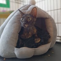 Axone, chatte à adopter