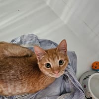 GINGER " réservé ", chatte à adopter
