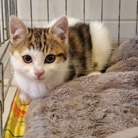 Zouk, chatte à adopter