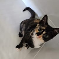 Bala "réservée ", chatte à adopter