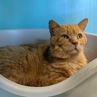 QATAR QCT, chat à adopter