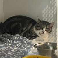NOLAN (réservé), chat à adopter