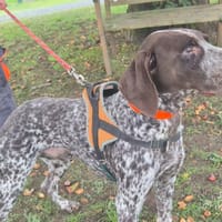 ALADIN, chien à adopter
