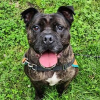 DJACK, chien à adopter