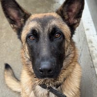 Darius, chien à adopter