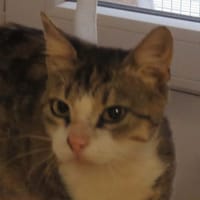 MOUNA, chatte à adopter