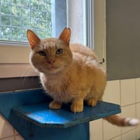 T-Rex, chat à adopter