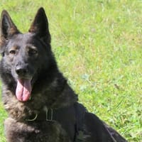 Olline, chienne à adopter