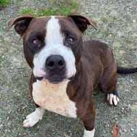 OXYX, chien à adopter