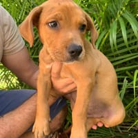 Cooper, mâle, X berger, né le 24/07/2025, chien à adopter