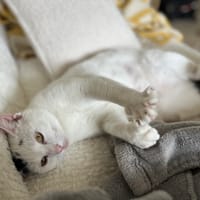 Colombine(COCO), chatte à adopter