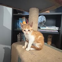 amour, chat à adopter
