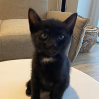 vega, chat à adopter