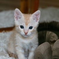 Nala, chatte à adopter