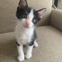 dominos, chat à adopter