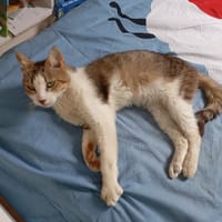 Félix, chat à adopter