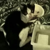 Tina, chatte à adopter