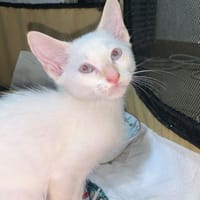 Suki, chat à adopter