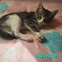Duende, chat à adopter