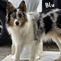 BLU, cane da adottare