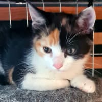 VAÏKA, chatte à adopter