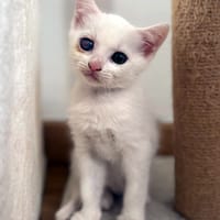 CRISTAL, chatte à adopter